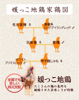媛っこ地鶏家鶏図：全国でも珍しい四元交配、たくさんの鶏の長所を凝縮させた美味しさが特徴