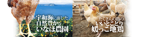 宇和海に面した自然豊かないなほ農園・たくさんの鶏のいいとこどり媛っこ地鶏