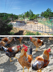 いなほ農園鶏舎風景（上）のびのびと育つ媛っこ地鶏たち（下）